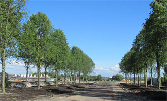 Beautiful tree rows create entrance of The Triangel, Waddinxveen